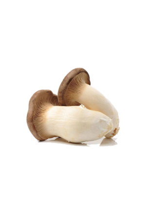 Kraljevska bukovača